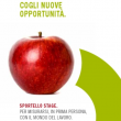 Logo_Sportello_Stage Logo_Sportello_Stage